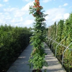 Trompetbloem (Campsis Tagliabuana 'Mme Galen') -Aanbiedingen Tuin Verrassing Winkel 20120218105251 9