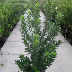 Aardbeiboom Als Struik (Arbutus Unedo) -Aanbiedingen Tuin Verrassing Winkel 20120218111141 7 1