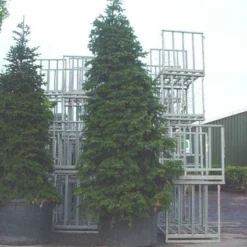Nordmann-spar (Abies Nordmanniana) -Aanbiedingen Tuin Verrassing Winkel 20120219160007 21 1