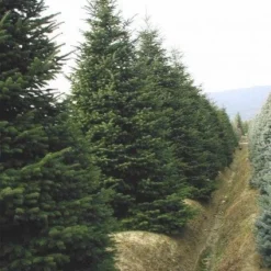 Nordmann-spar (Abies Nordmanniana) -Aanbiedingen Tuin Verrassing Winkel 20120219160156 21 1