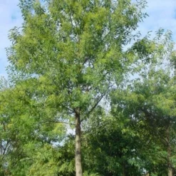 Mimosa Als Boom (Acacia Dealbata) -Aanbiedingen Tuin Verrassing Winkel 20120219160954 6