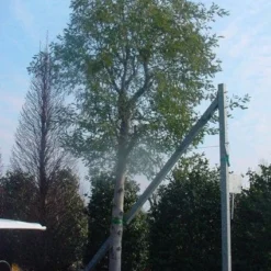 Mimosa Als Boom (Acacia Dealbata) -Aanbiedingen Tuin Verrassing Winkel 20120219161040 6