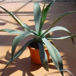 Agave (Agave Americana) -Aanbiedingen Tuin Verrassing Winkel 20120220095510 3 1