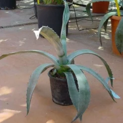 Agave (Agave Americana) -Aanbiedingen Tuin Verrassing Winkel 20120220095542 3