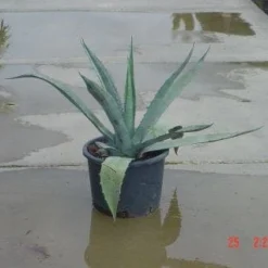 Agave (Agave Americana) -Aanbiedingen Tuin Verrassing Winkel 20120220095820 3 1