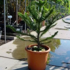 Apeboom (Araucaria Araucana) -Aanbiedingen Tuin Verrassing Winkel 20120220101040 17 1