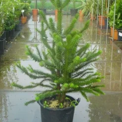 Apeboom (Araucaria Araucana) -Aanbiedingen Tuin Verrassing Winkel 20120220101134 17 1