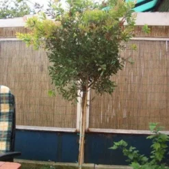 Lampepoetserplant Op Stam (Callistemon Laevis ) -Aanbiedingen Tuin Verrassing Winkel 20120220111108 1