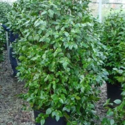 Camelia (Camellia, Rood) -Aanbiedingen Tuin Verrassing Winkel 20120220112609 60 12