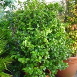 Camelia (Camellia, Wit) -Aanbiedingen Tuin Verrassing Winkel 20120220112651 5