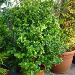 Camelia (Camellia, Rose) 14 Camelia (Camellia, Rose) -Aanbiedingen Tuin Verrassing Winkel 20120220112744 20 4