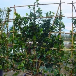 Camelia Als Leivorm (Camellia Japonica) -Aanbiedingen Tuin Verrassing Winkel 20120220112828 2