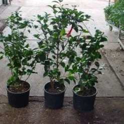 Camelia (Camellia, Rood) -Aanbiedingen Tuin Verrassing Winkel 20120220112914 60 12