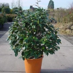 Camelia (Camellia, Rose) 13 Camelia (Camellia, Rose) -Aanbiedingen Tuin Verrassing Winkel 20120220113012 20 4