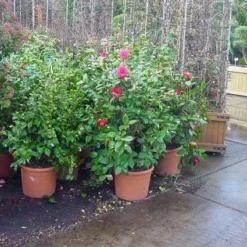 Camelia (Camellia, Rose) 12 Camelia (Camellia, Rose) -Aanbiedingen Tuin Verrassing Winkel 20120220113125 20 4