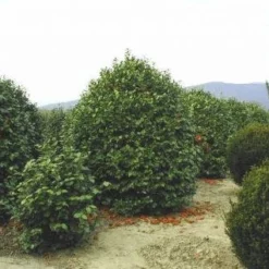 Camelia (Camellia, Rood) -Aanbiedingen Tuin Verrassing Winkel 20120220113515 24 12 12