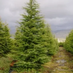 Libanonceder (Cedrus Libani) -Aanbiedingen Tuin Verrassing Winkel 20120220143126 17