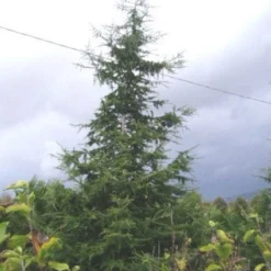 Libanonceder (Cedrus Libani) -Aanbiedingen Tuin Verrassing Winkel 20120220143307 17