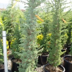 Zuilvormige Ceder (Cedrus Libani 'Fastigiata') -Aanbiedingen Tuin Verrassing Winkel 20120220143513 10 1