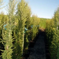 Zuilvormige Ceder (Cedrus Libani 'Fastigiata') -Aanbiedingen Tuin Verrassing Winkel 20120220143559 10