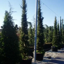 Zuilvormige Ceder (Cedrus Libani 'Fastigiata') -Aanbiedingen Tuin Verrassing Winkel 20120220143621 11 1