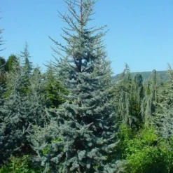 Atlasceder (Cedrus Libani 'Glauca') 12 Atlasceder (Cedrus Libani 'Glauca') -Aanbiedingen Tuin Verrassing Winkel 20120220143717 23 1