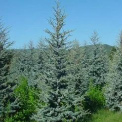 Atlasceder (Cedrus Libani 'Glauca') -Aanbiedingen Tuin Verrassing Winkel 20120220143808 23