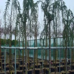 Treurceder Als Boom (Cedrus Libani 'Glauca Pendula') -Aanbiedingen Tuin Verrassing Winkel 20120220143948 9