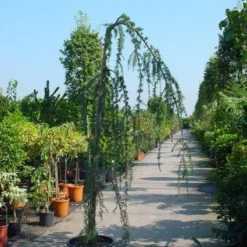 Treurceder Als Boom (Cedrus Libani 'Glauca Pendula') -Aanbiedingen Tuin Verrassing Winkel 20120220144034 9