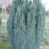 Cypres (Chamaecyparis Lawsoniana 'Ellwoodii')