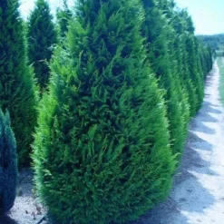 Gele Haagconifeer (Chamaecyparis Lawsoniana 'Ivonne') -Aanbiedingen Tuin Verrassing Winkel 20120220145114 7 1