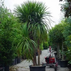 Cordyline (Cordyline Australis) -Aanbiedingen Tuin Verrassing Winkel 20120220150047 8