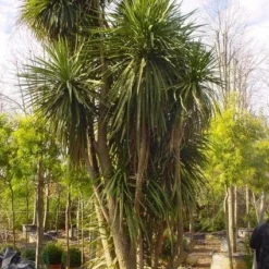 Cordyline (Cordyline Australis) -Aanbiedingen Tuin Verrassing Winkel 20120220150143 8 1