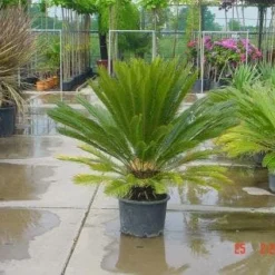 Cycaspalm (Cycas Revoluta) -Aanbiedingen Tuin Verrassing Winkel 20120220154507 5