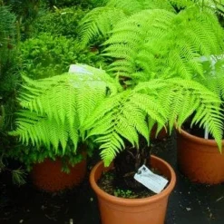 Grote Boomvaren (Dicksonia Antarctica) -Aanbiedingen Tuin Verrassing Winkel 20120220154826 11 1