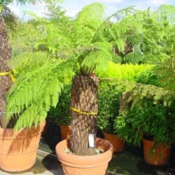 Grote Boomvaren (Dicksonia Antarctica) -Aanbiedingen Tuin Verrassing Winkel 20120220154943 11 1