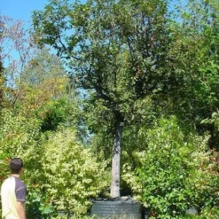 Kaki (Diospyros Kaki) -Aanbiedingen Tuin Verrassing Winkel 20120220155112 8