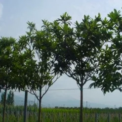 Japanse Mispel Als Boom (Eriobotrya Japonica)