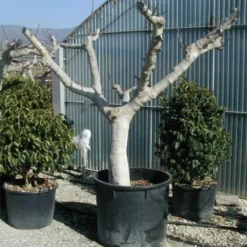 Vijg Als Solitair (Ficus Carica) -Aanbiedingen Tuin Verrassing Winkel 20120220162113 7