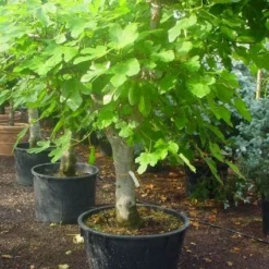 Vijg Als Solitair (Ficus Carica) -Aanbiedingen Tuin Verrassing Winkel 20120220162214 7