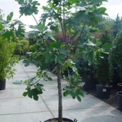 Vijg Op Stam (Ficus Carica) -Aanbiedingen Tuin Verrassing Winkel 20120220162301 8