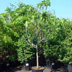 Vijg Op Stam (Ficus Carica) -Aanbiedingen Tuin Verrassing Winkel 20120220162356 8