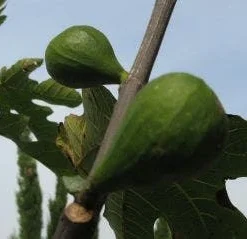 Vijg Op Stam (Ficus Carica) -Aanbiedingen Tuin Verrassing Winkel 20120221133840 8