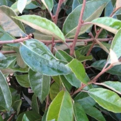 Olijfwilg Als Leivorm (Elaeagnus Ebbingei) -Aanbiedingen Tuin Verrassing Winkel 20120225093026 2
