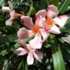Roze Oleander (Nerium Oleander)