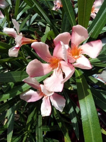 Roze Oleander (Nerium Oleander) 1 Roze Oleander (Nerium Oleander)