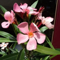 Oleander Als Leivorm (Nerium Oleander) -Aanbiedingen Tuin Verrassing Winkel 20120225093200 1 1