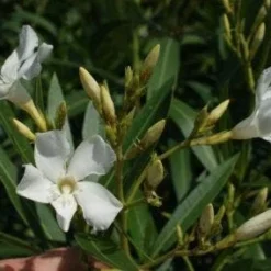 Oleander Als Leivorm (Nerium Oleander) -Aanbiedingen Tuin Verrassing Winkel 20120225093249 1