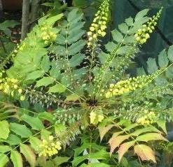 Mahoniestruik (Mahonia Media 'Winter Sun') -Aanbiedingen Tuin Verrassing Winkel 20120225093859 11