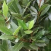 Echte Laurier Als Boom (Laurus Nobilis)